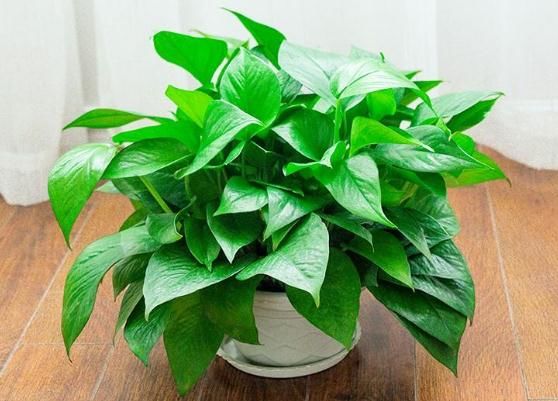 新房裝修后，大家會(huì)選擇什么植物放在家中呢？